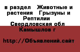  в раздел : Животные и растения » Грызуны и Рептилии . Свердловская обл.,Камышлов г.